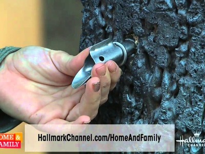 How To Tap a Maple Tree - DIY Maple Syrup