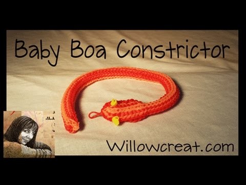 Baby Boa Constrictor