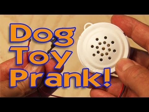 Dog Toy Prank!
