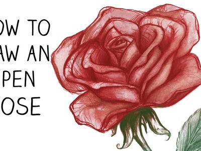 How to Draw an Open Rose - Step by Step - Narrated