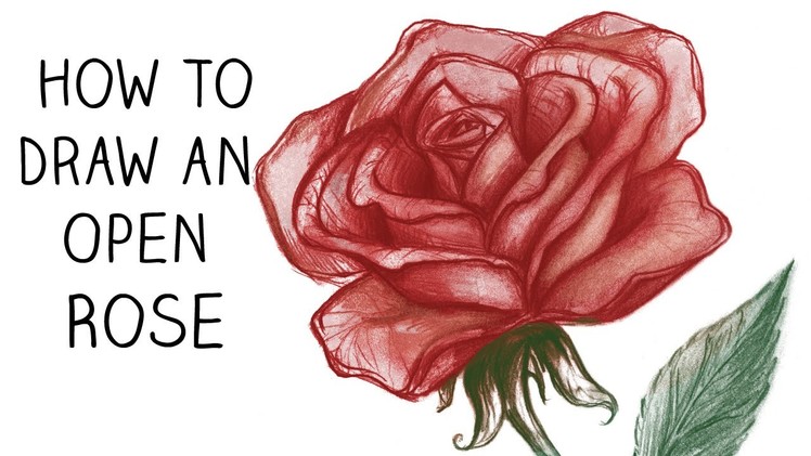 How to Draw an Open Rose - Step by Step - Narrated