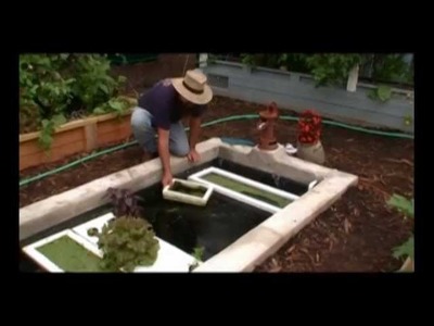 How to Easily Grow Organic Fish Food – Duckweed in Floating Rafts