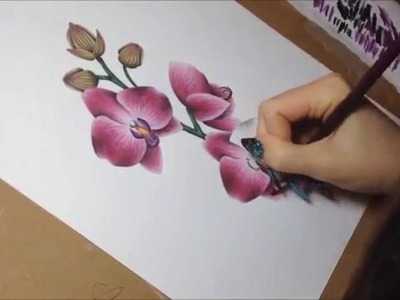 Drawing orchids with colored pencils and watercolor (speeddrawing)