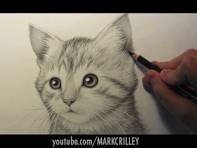 Drawing Time Lapse: Kitten