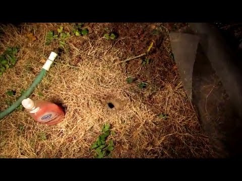 How to Kill Wasp, Yellow Jacket Ground Nest Video - naturally using soap and water