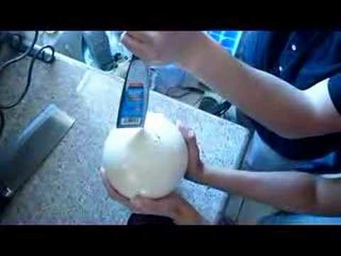 Cracking the ostrich egg