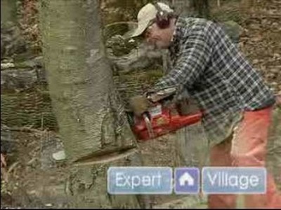 How to Cut Down a Tree : The Proper Angle for the Felling Cut of a Tree