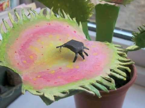 Stop Motion Venus Fly Trap