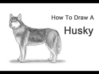 How to Draw a Dog (Husky)