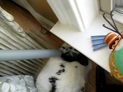 How to de-shed a bunny - use a vacuum!