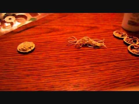 How To Make Miniature Dollhouse Spaghetti