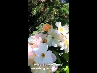 Rose 'Sally Holmes'