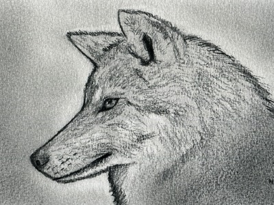 Sketching a Wolf (3x Original Speed)