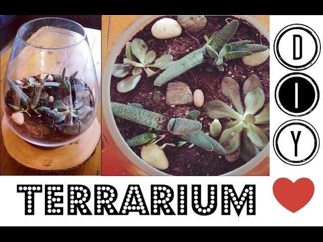 DIY Terrarium (5 easy steps!)