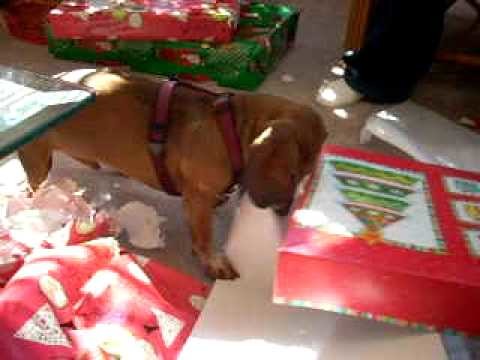 Mojo the Dachshund Shreds Christmas Wrapping Paper