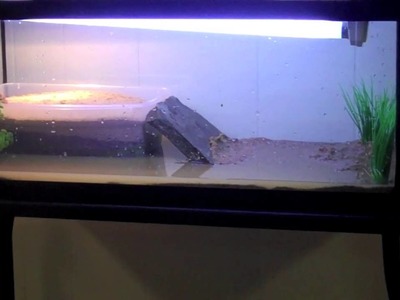 Building a small spotted turtle tank.