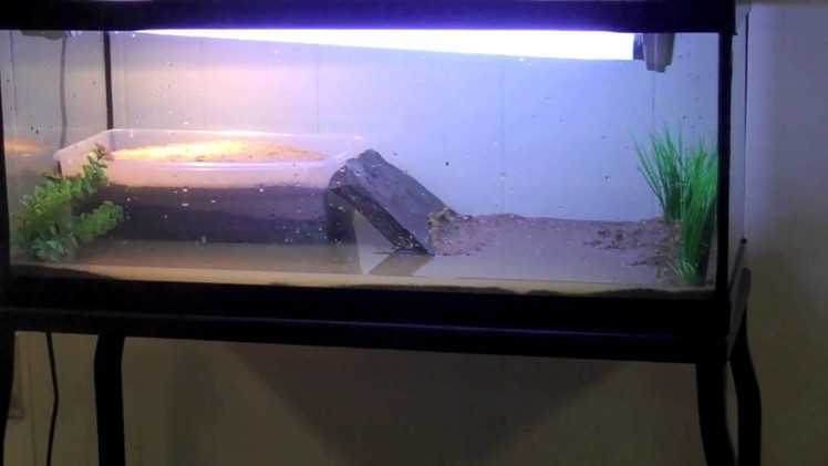 Building a small spotted turtle tank.