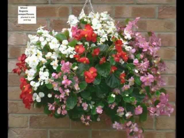 Hanging Basket Ideas.Cestas de flores colgantes.Opknoping mand ideeën.You are going to love it.