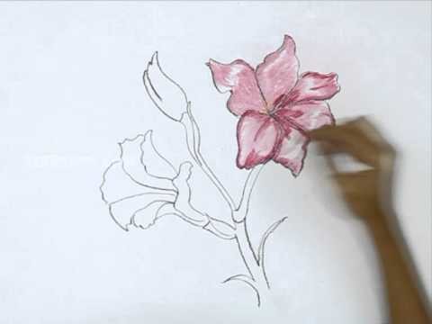 How to Draw a Gladiolus - Light Pink