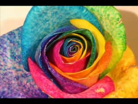 Rainbow Rose Coloring Process by rainbowrosecompany.com