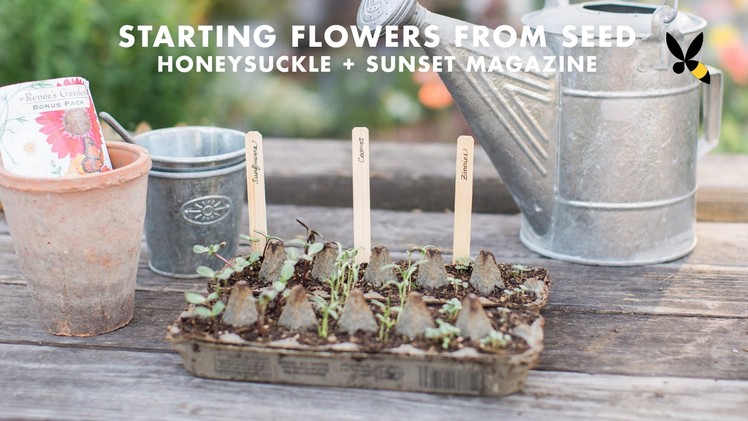 Grow Flowers in an Egg Carton with Sunset Magazine - Honeysuckle