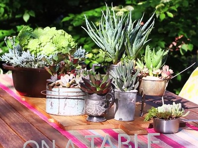Ideas for Planting Succulents from Lowe's