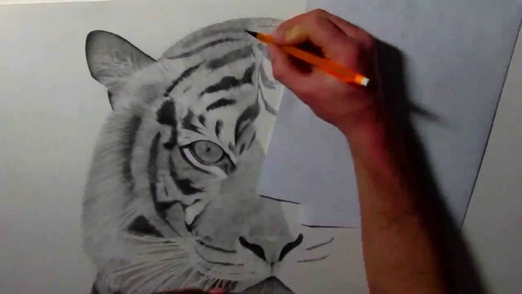 Siberian Tiger pencil drawing by AllanDavisArt