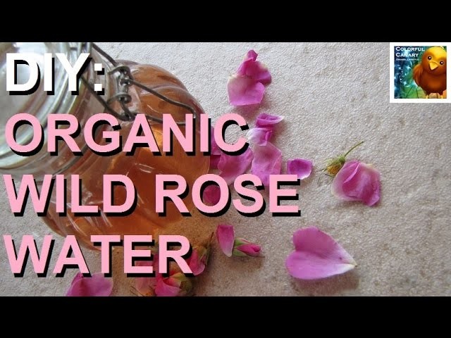 DIY: Organic Wild Rose Petal Water