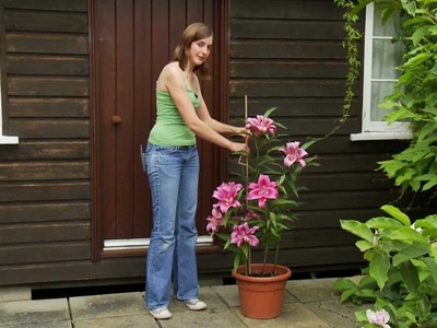 How to grow lilies with Van Meuwen
