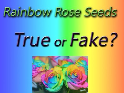 Rainbow Rose Seeds - Is it a FAKE? #1