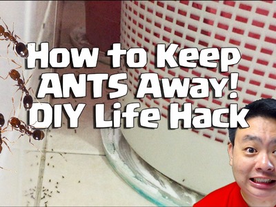 How to Keep Ants Away DIY Life Hack