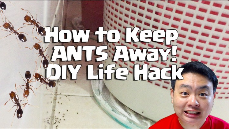 How to Keep Ants Away DIY Life Hack