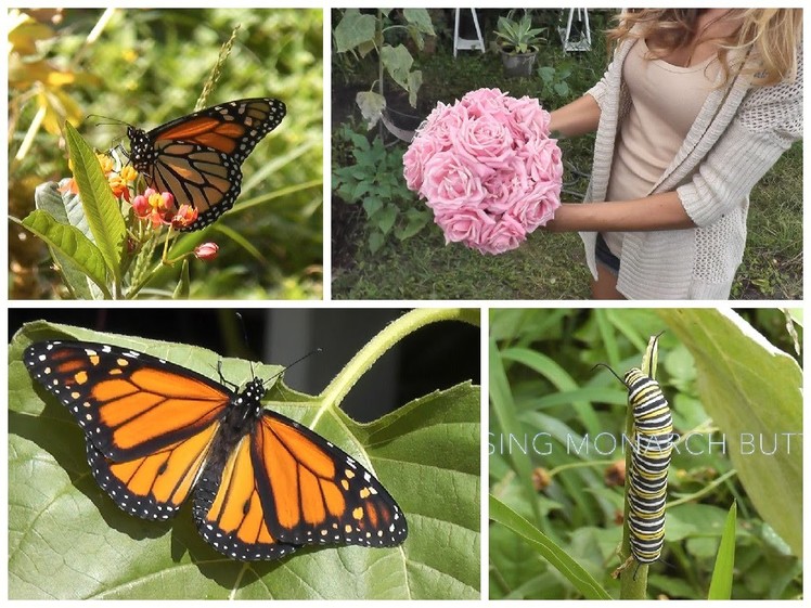 Garden Vlog: Raising Monarch Butterflies