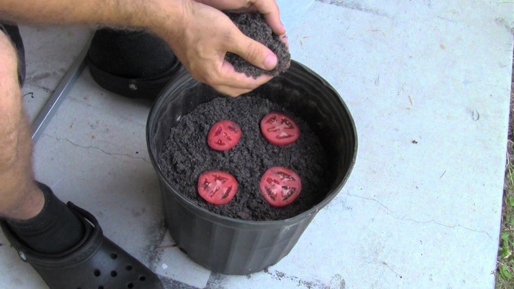 The Easiest Way To Grow Tomato Seedlings