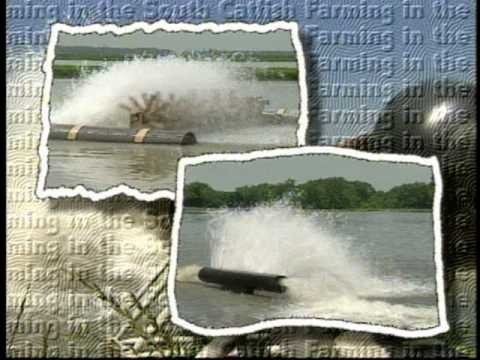 Catfish Farming in the South