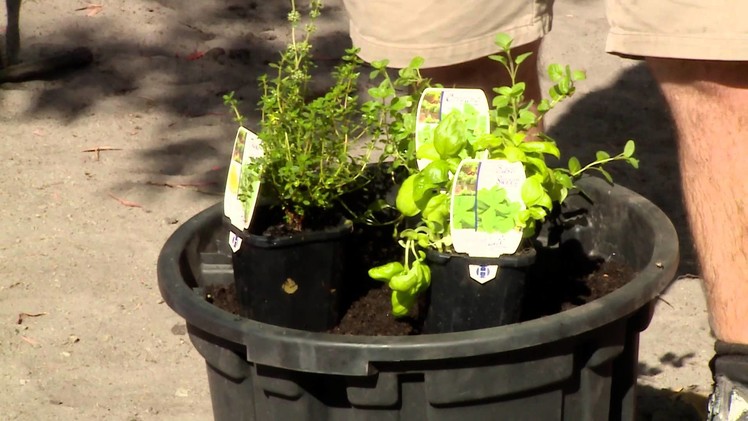 How To Plant Seedlings - DIY At Bunnings