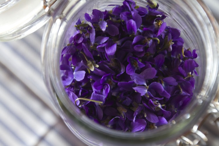 Making Perfume from Violets: Enfleurage  |  Fresh P