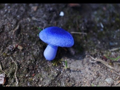 Miniature Polymer Clay Mushroom Tutorial, Covtinarius Violaceus