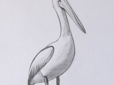 How To Draw A Realistic Pelican - DIY Crafts Tutorial - Guidecentral