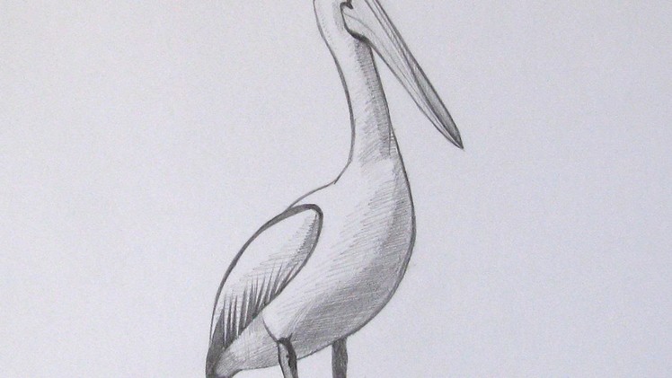 How To Draw A Realistic Pelican - DIY Crafts Tutorial - Guidecentral
