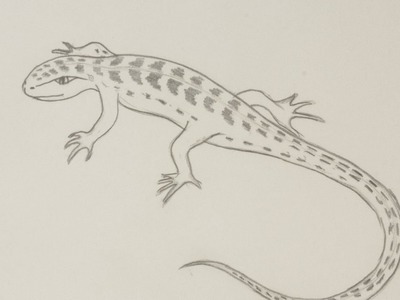 Draw a Lizard by Pencil - DIY Crafts - Guidecentral