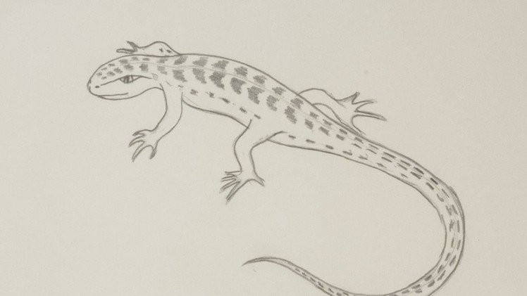 Draw a Lizard by Pencil - DIY Crafts - Guidecentral