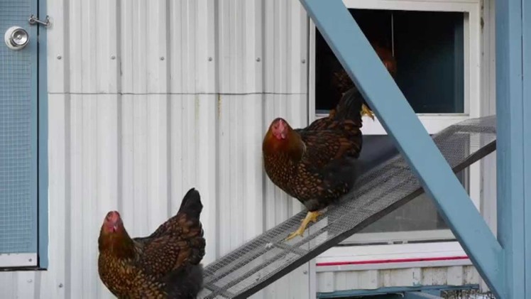 DIY Automatic Chicken Door