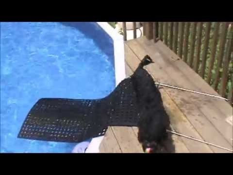 DIY Dog Ramp for Swimming Pool