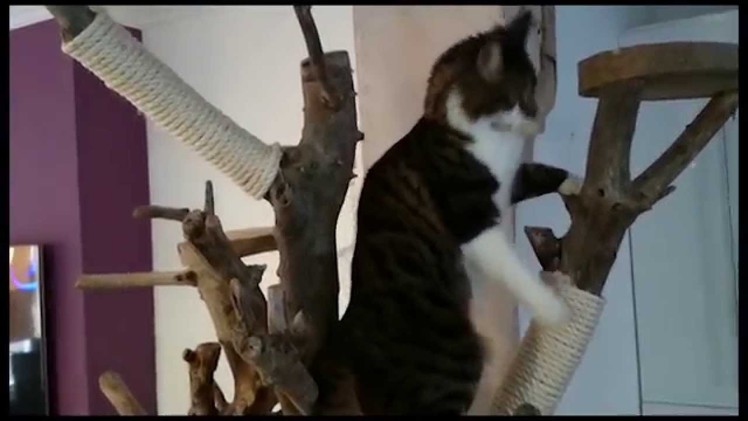 DIY Homemade Real Tree Wood Indoor Cat Tree