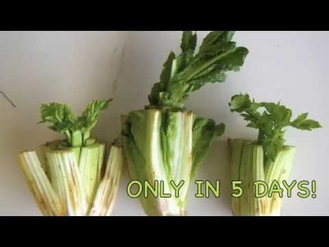 DIY Regrow your Salad in your Living Room in 5 DAYS!