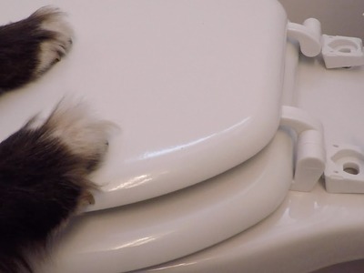 Dog Installs Toilet Seat DIY Instructions
