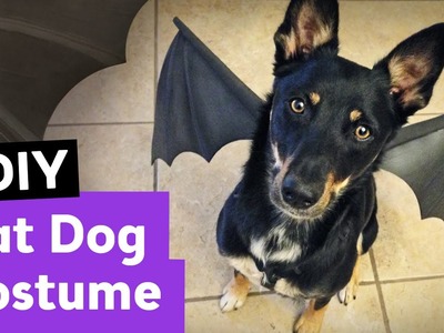 DIY Bat Dog Halloween Costume