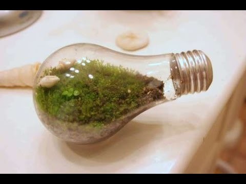 DIY: How to make a Terrarium in a Lightbulb