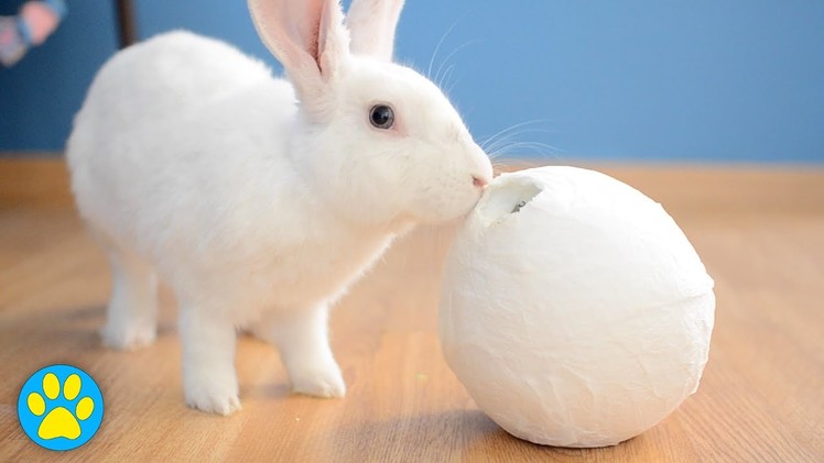 DIY Treat Ball For Small Animals